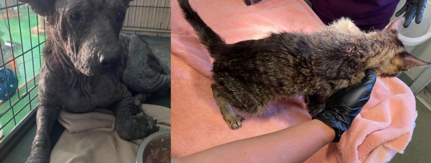 Foto de perro y gato en el caso de crueldad animal.