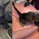 Photo of dog and cat in animal cruelty case.